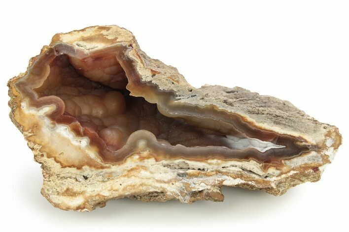 Agatized Fossil Coral Geode - Florida #256506